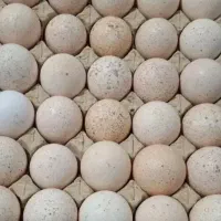 تخم بوقلمون نطفه دار محلی
