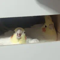 جفت عروس هلندی مولد مناسب جوجه کشی با لوازم