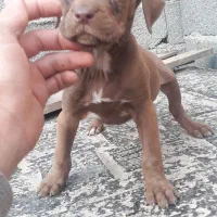 سگ‌پیت بول