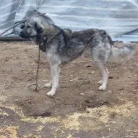 سگ نر|سگ|خوی, |دیوار