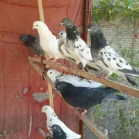 کبوتر تهرانی و پاکستانی|پرنده|مرند, |دیوار