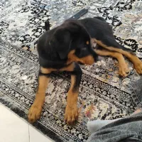 سگ گمشده|حیوانات|رباطکریم, الارد|دیوار