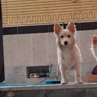 سگ میکس  پامر اشپیتز