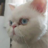 گربه اسکاتیش پرشین