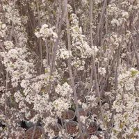 تولیدکننده پخش نهال درخت نهالستان پسته انجیرگردوقم|خدمات باغبانی و درختکاری|قم, آزادگان|دیوار