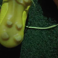 کفش استک یا چمنی|کیف، کفش، کمربند|گرگان, |دیوار