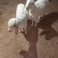 دوتابز خیلی خوشگل خردوتا اویس