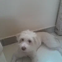 سگ گم شده