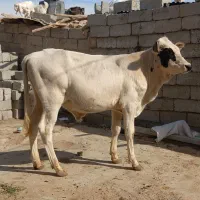 گوساله نر الشتاین کل اصل