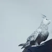 گم شده. رشت.