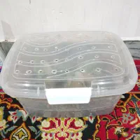 حلزون آلبینو سایز|خزنده|دزفول, |دیوار