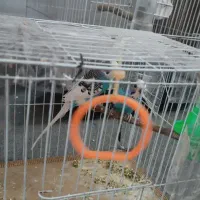 هم فروش هم معامله باکبوتر