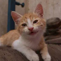 واگذاری رایگان دو‌ بچه گربه