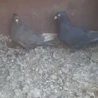 کبوتر سیاه سرکه ای|پرنده|مرودشت, کناره|دیوار