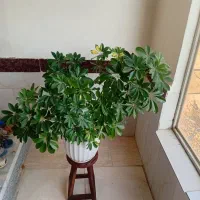 گل شفلرا|گل و گیاه طبیعی|قوچان, |دیوار