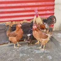 مرغ  چاق وچله|حیوانات مزرعه|برازجان, |دیوار