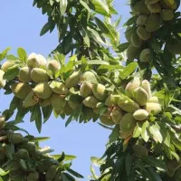 نهال بادام خوشه ای ،درخت درگلخانه نهالستان باغینو|گل و گیاه طبیعی|مشهد, خواجه ربیع|دیوار