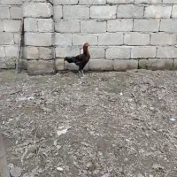 فروش خروس لاری