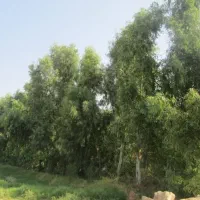 خرید چوب درخت آکالیپتوس برهان مورت مرکبات