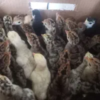 فروش جوجه بوقلمون