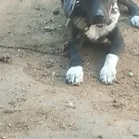 .واگزاری‌سگ‌