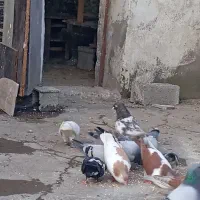 کبوتر پرشی ومسافتی