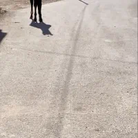 کره مادیان|اسب و تجهیزات اسبسواری|درگزین, |دیوار