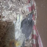 عروس هلندی سرلاکی