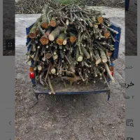 ریشه و چوب باغی شما را خریداریم