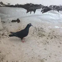 ماده زاغ و طوقی