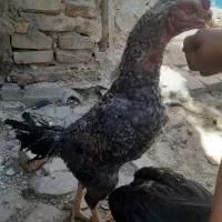 خروس لاری کوکو