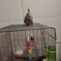 عروس هلندی نر 3ماهه