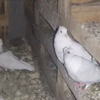 فروش کبوتر رنگی وپلاکی|پرنده|بهبهان, |دیوار