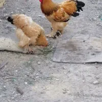 برهما مرغ وخروس مولد ونیمچه وجوجه های برهما|حیوانات مزرعه|نوشین شهر, |دیوار