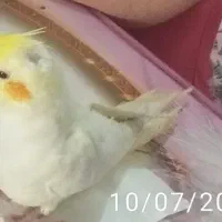 گمشده