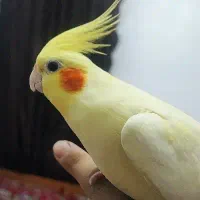 عروس هلندی زعفرونی فول دستی