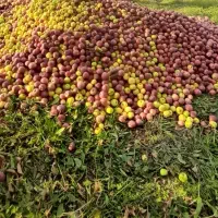 خرید‌ سیب‌ بادریز