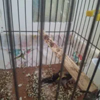 جوجه سهره|پرنده|فرخ‌شهر, |دیوار