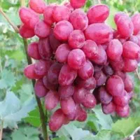 باغ-انگور-نازلو