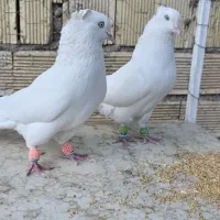 کبوتر سفید اراکی نر