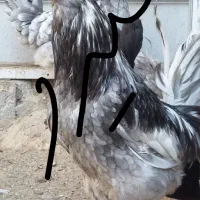 تخم مرغ نطفه دار گلین هیرو|حیوانات مزرعه|کهریزک, |دیوار