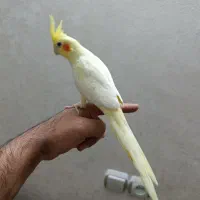 عروس هلندی سخنگو