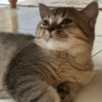 گربه بریتیش|گربه|رشت, منظریه|دیوار