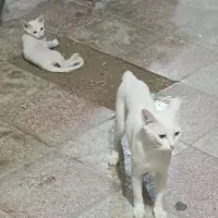 واگذاری رایگان گربه