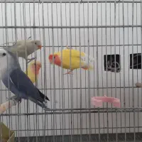 کوتوله برزیلی زیباوخاص