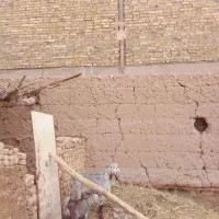 دوعدد بزهمراه چهار کره|حیوانات مزرعه|یزد, |دیوار