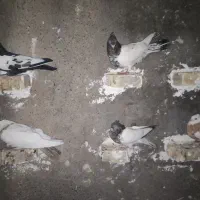 کبوتر|پرنده|کرخه, |دیوار