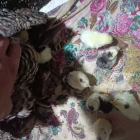 مرغ جوجه دار|حیوانات مزرعه|تاتار علیا, |دیوار