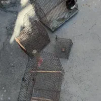 قفس|لوازم جانبی حیوانات|اسلام‌‌آباد غرب, |دیوار