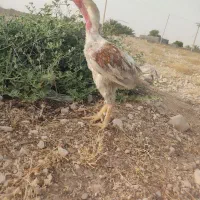 خروس لاری اصیل